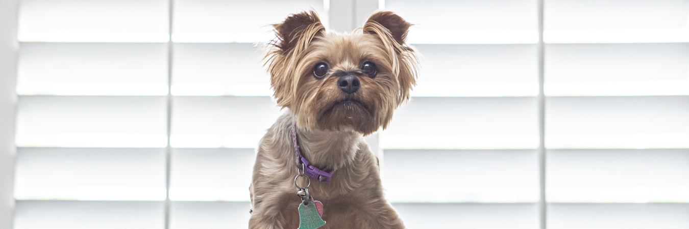 Dog in front of interior shutters in Hartford